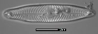 Image of Pinnularia microstauron