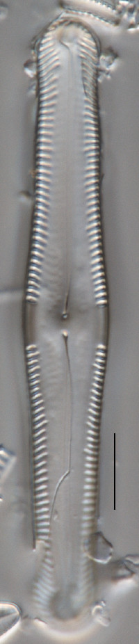 Pinnularia subgibba image