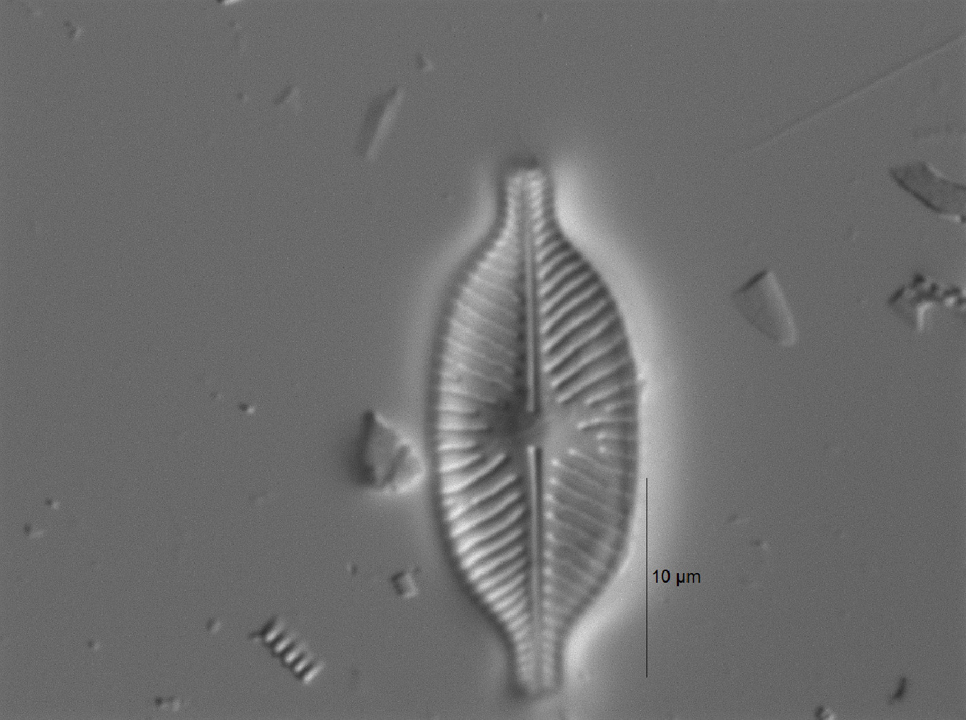 Placoneis symmetrica image