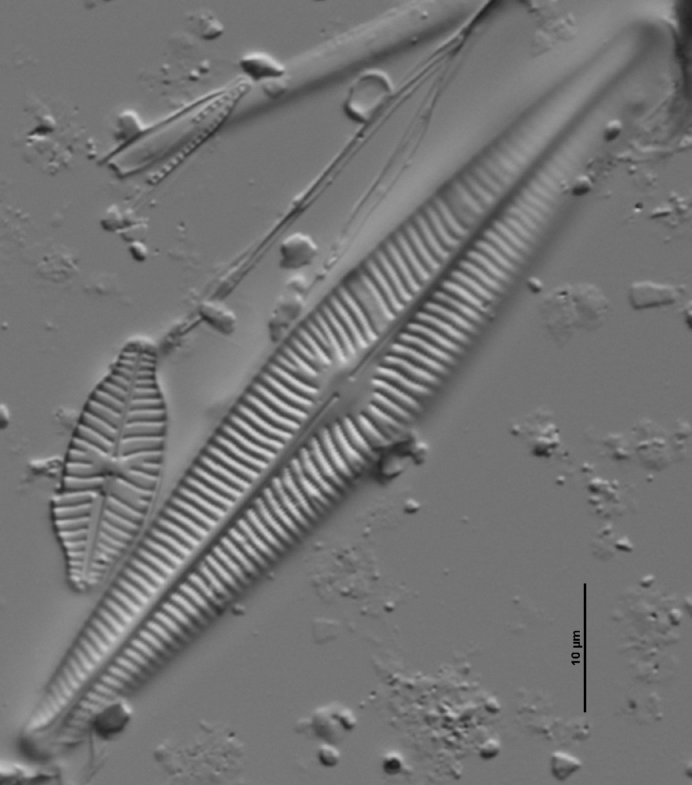 Navicula radiosa image