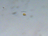 Image of Plagioselmis nannoplanctica