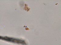 Plagioselmis nannoplanctica image