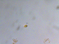 Plagioselmis nannoplanctica image