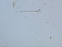 Pleurotaenium sceptrum image