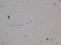 Pleurotaenium sceptrum image