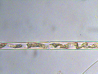 Haplotaenium minutum image