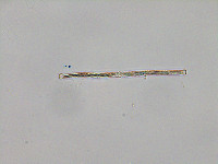 Image of Pleurotaenium sceptrum