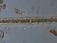 Haplotaenium rectum image