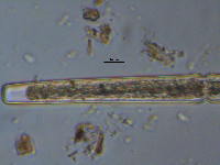 Image of Haplotaenium rectum