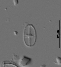 Psammothidium subatomoides image