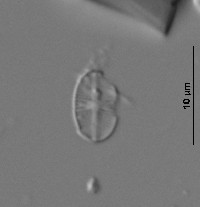 Psammothidium subatomoides image