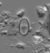 Psammothidium subatomoides image