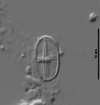 Psammothidium subatomoides image