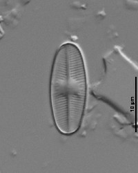 Psammothidium subatomoides image