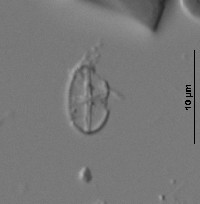 Psammothidium subatomoides image