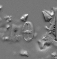 Psammothidium subatomoides image