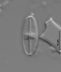 Psammothidium subatomoides image