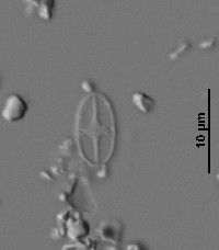 Psammothidium subatomoides image