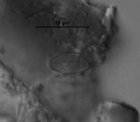 Psammothidium subatomoides image