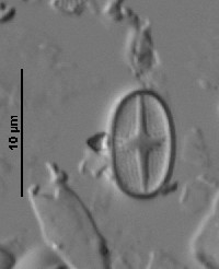 Psammothidium subatomoides image