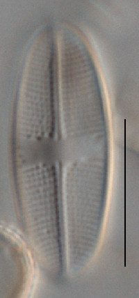 Image of Psammothidium alpinum