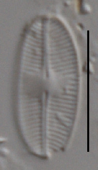 Image of Psammothidium daonense