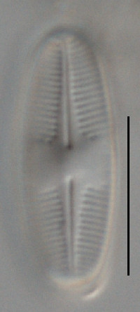 Image of Psammothidium helveticum