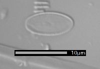 Psammothidium marginulatum image