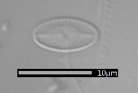 Psammothidium marginulatum image