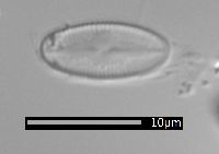 Psammothidium marginulatum image