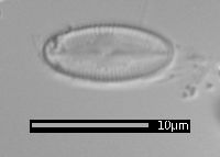 Psammothidium marginulatum image