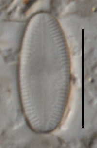 Psammothidium marginulatum image