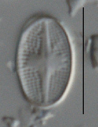 Image of Psammothidium subatomoides