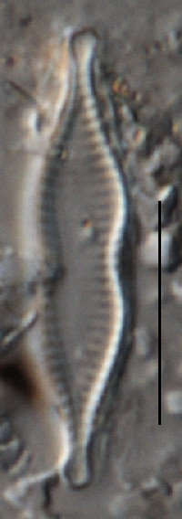 Pseudostaurosira parasitica image