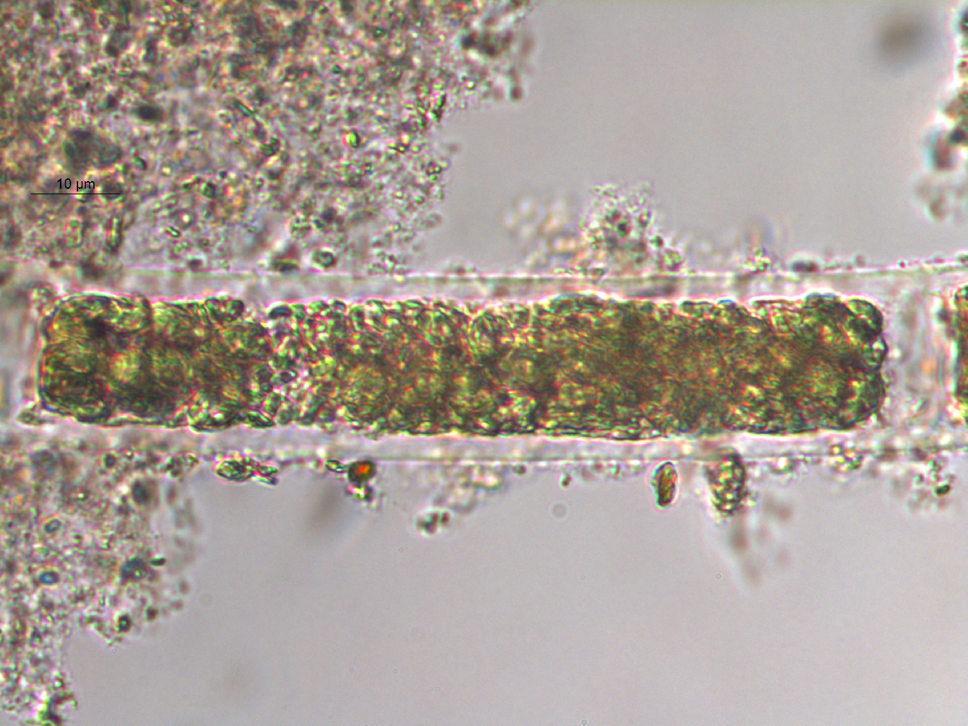 Rivularia image