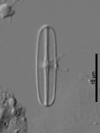 Rossithidium anastasiae image