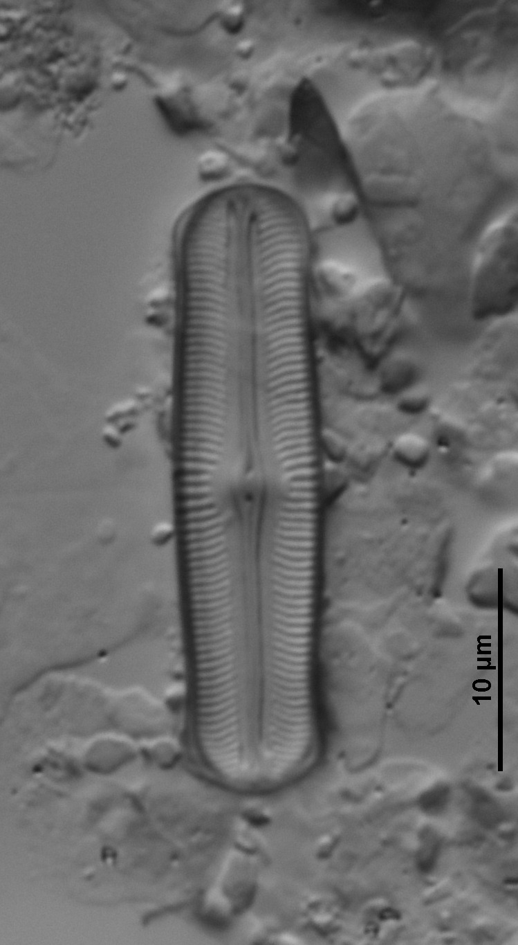 Sellaphora alastos image