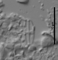 Sellaphora atomoides image