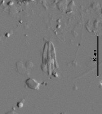 Sellaphora atomoides image