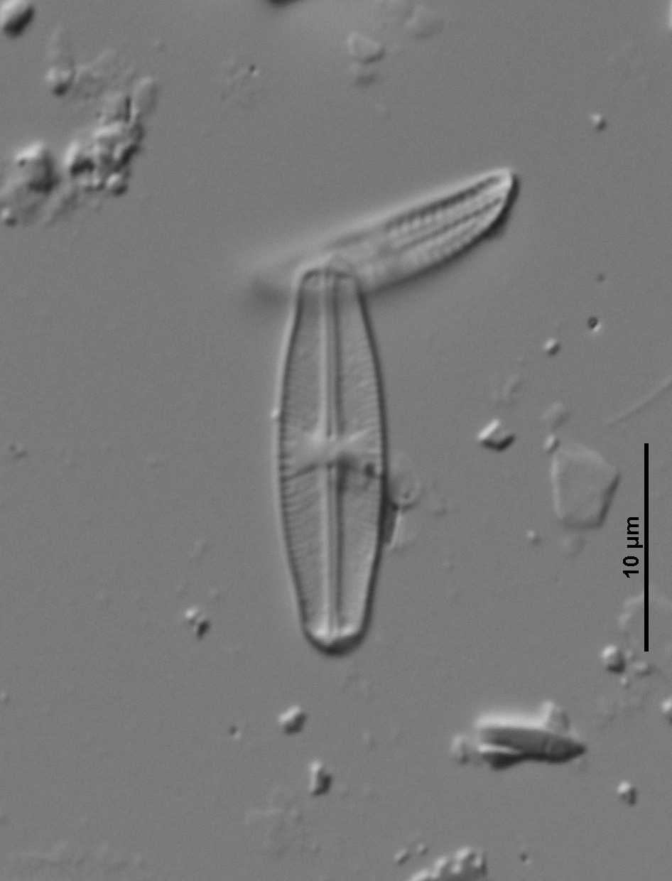 Amphora pediculus image