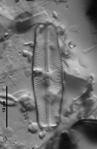 Sellaphora pupula image
