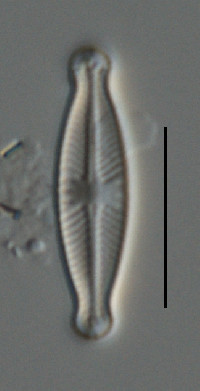 Sellaphora hustedtii image