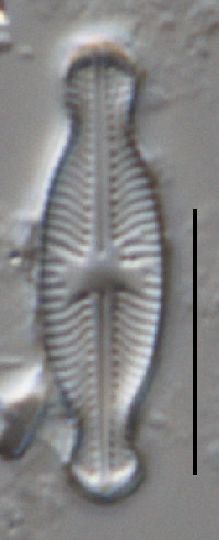 Sellaphora hustedtii image
