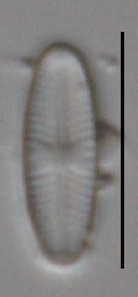 Sellaphora nigri image