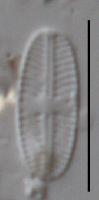 Sellaphora nigri image