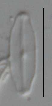 Navicula pseudoarvensis image