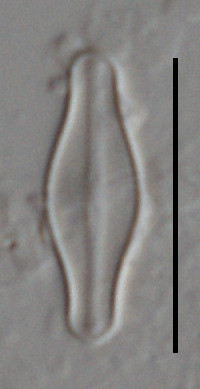 Sellaphora pulchra image