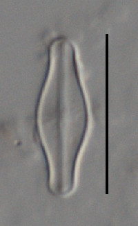 Sellaphora pulchra image