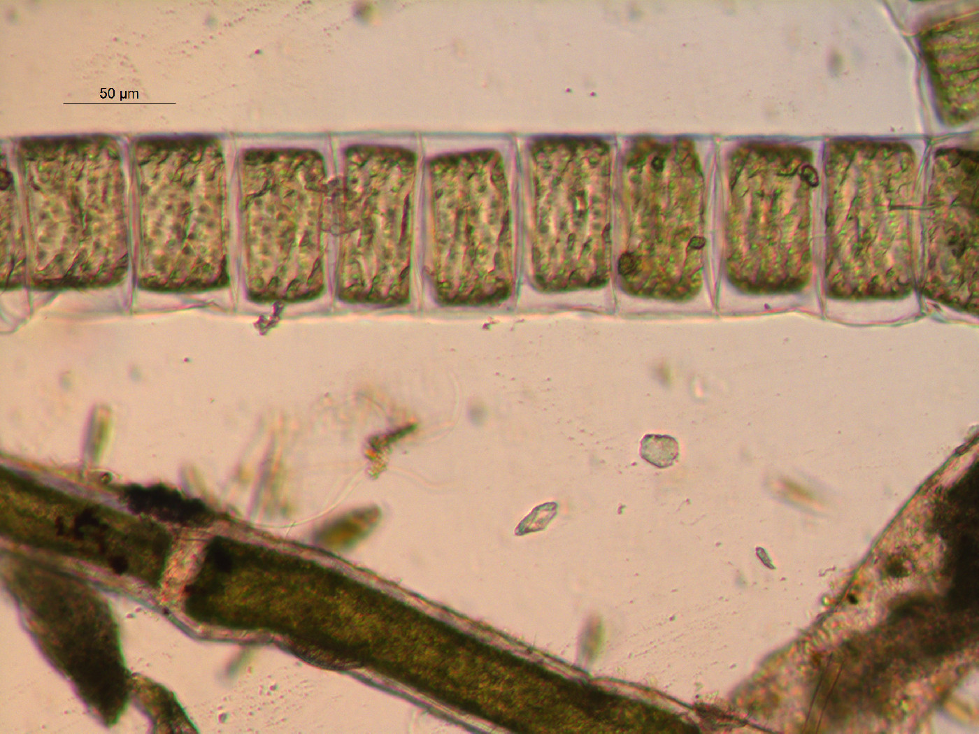 Spirogyra image