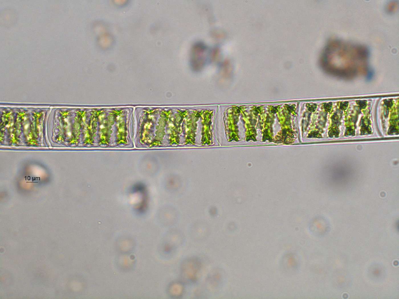 Spirogyra image